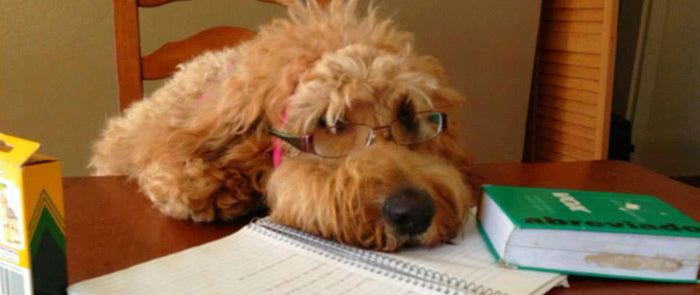 Back to School: How it Affects the Family Pet