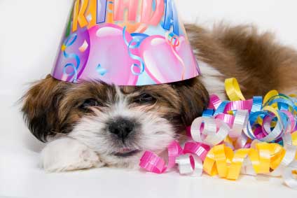 Does 1 Human Year Really Equal 7 Dog Years?