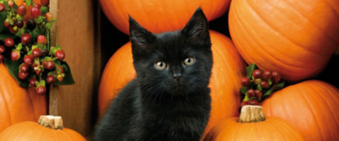 How Black Cat Stigmas & Superstitions Still Effect Us