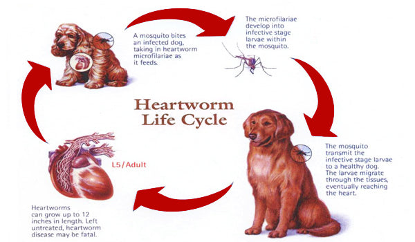 Heartworms in Dogs - Common Questions and Answers