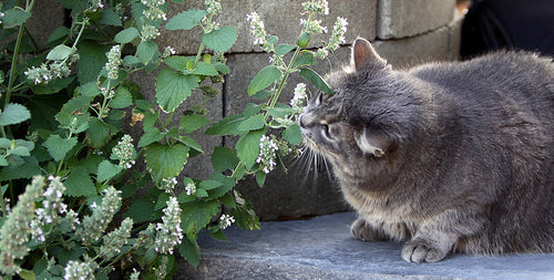 What is Catnip and what effect does it have on cats?