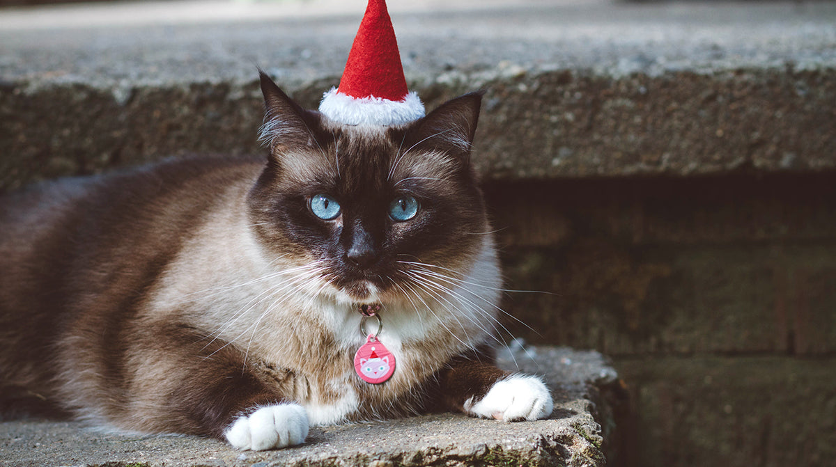 A Cat Proof Christmas Tree - Is it Possible?