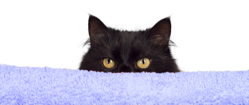 Cat Dandruff - Causes and Treatment