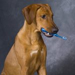 Got Dog Breath? Dental Pet Care Tips