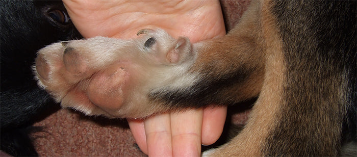 Doggie Dewclaws - To Remove or not to Remove, that is the Question