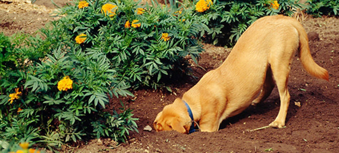 How to Keep Your Dog Out of The Garden