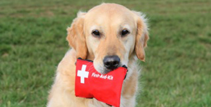 Dog First Aid Kit – Be Prepared in a Canine Catastrophe