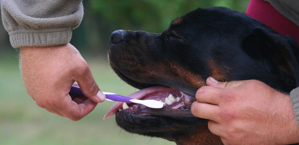 Bad Breath in Dogs - Causes and Treatments