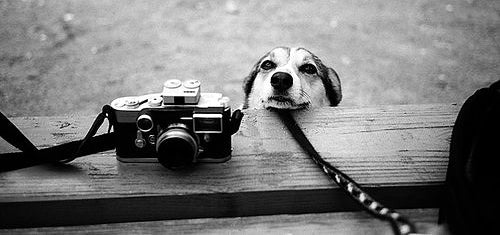 10 Simple Pet Photography Tips