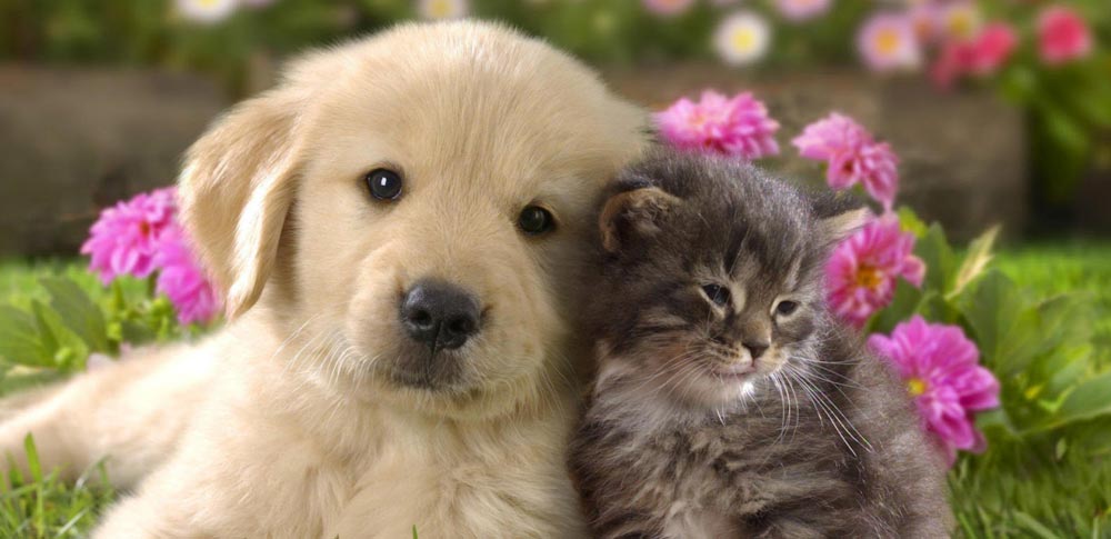 Are Dogs and Cats Really Enemies?