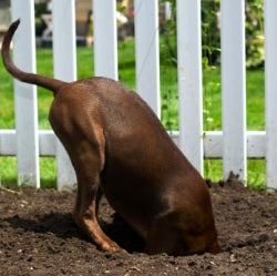 How to Stop Dog Digging and Why They Do It