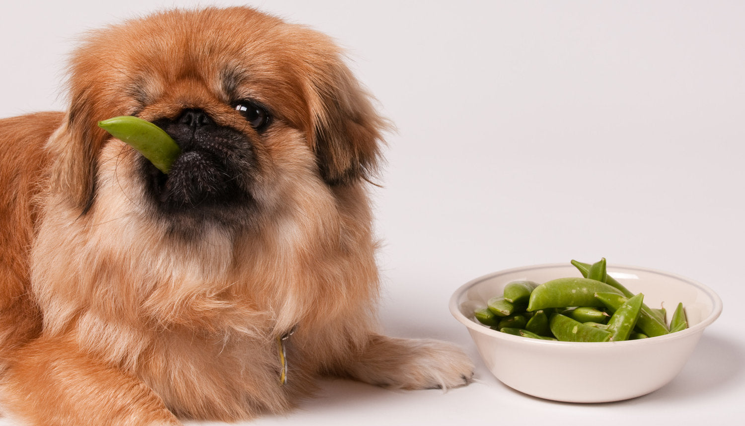 How Often Should I Feed My Dog?