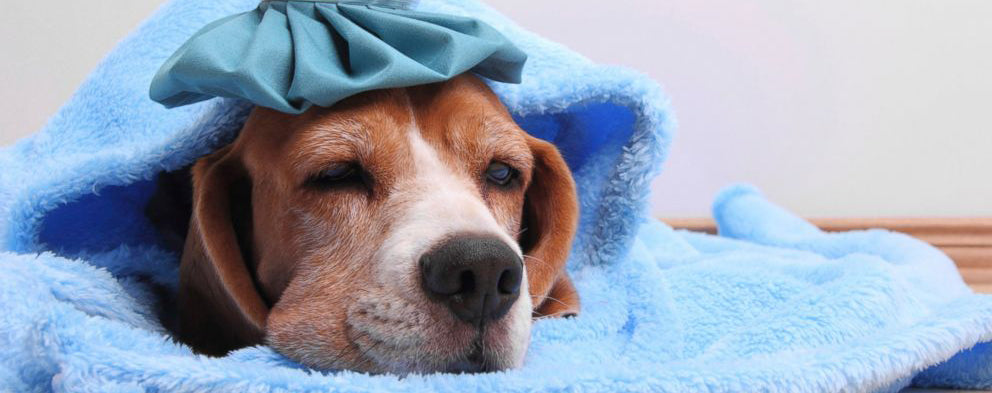 Dog Flu: How Can I Protect My Pets?