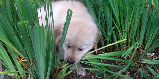 Why Do Dogs Eat Grass?