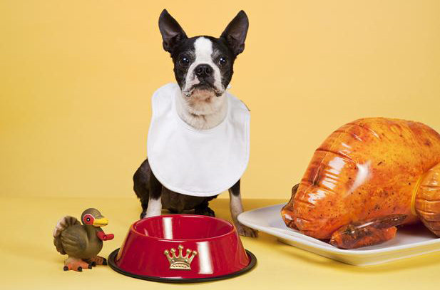 Thanksgiving Foods: Harmful or Healthy For Your Dog?