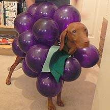 Are Grapes Bad for Dogs? A Pet Health Guide