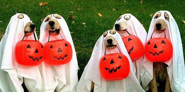 Top 10 Halloween Costume Ideas for Dogs