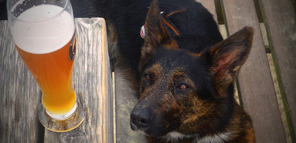 Can Dogs Drink Beer?