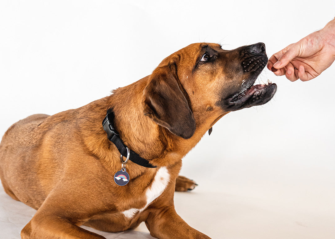 How to Teach a Dog to Roll Over