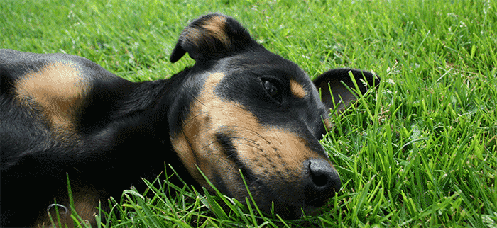 Celebrating Earth Day with Your Pet