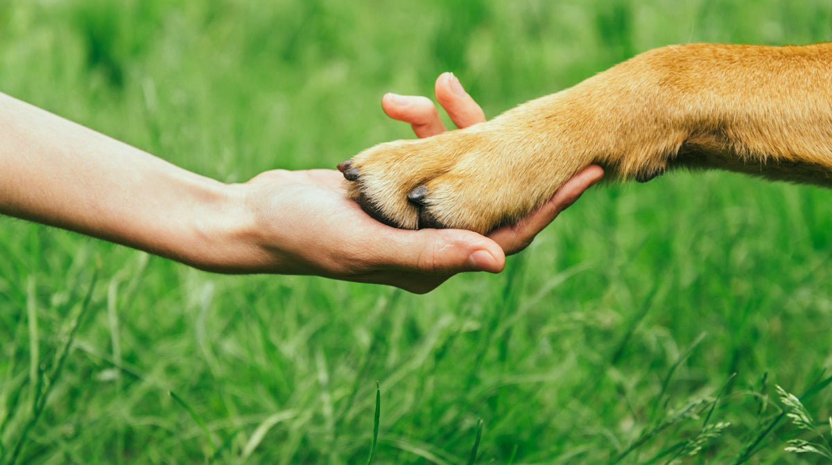 Going Green with Your Pet for Earth Day