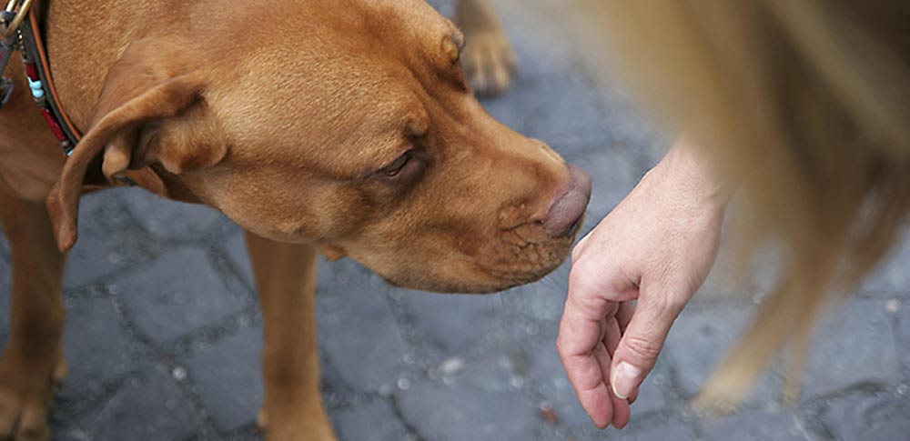 How to Greet a Dog