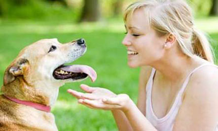 Dog Body Language - What is your pet trying to say?