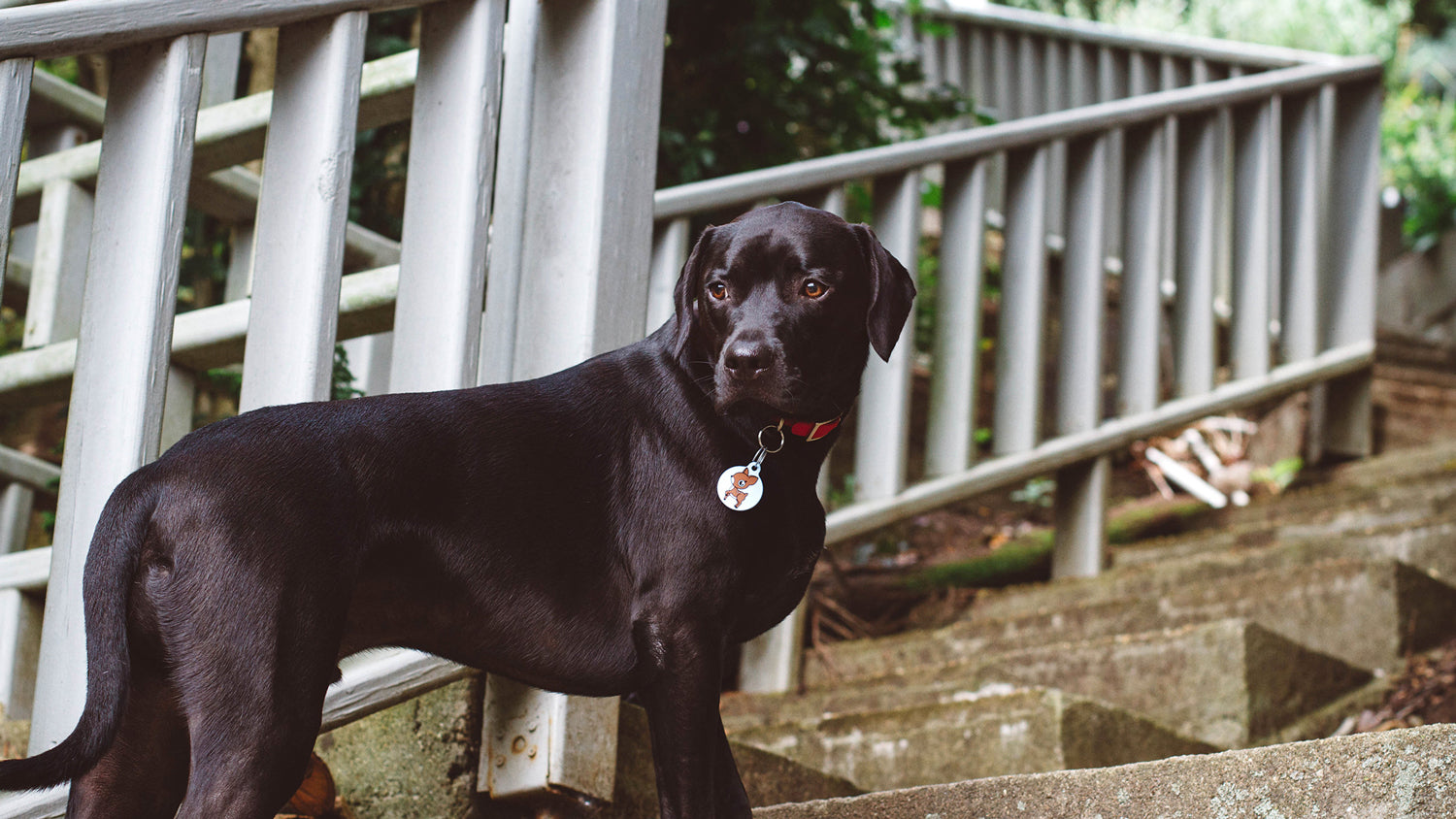 Helping Your Lost Pet Find its Way Back Home