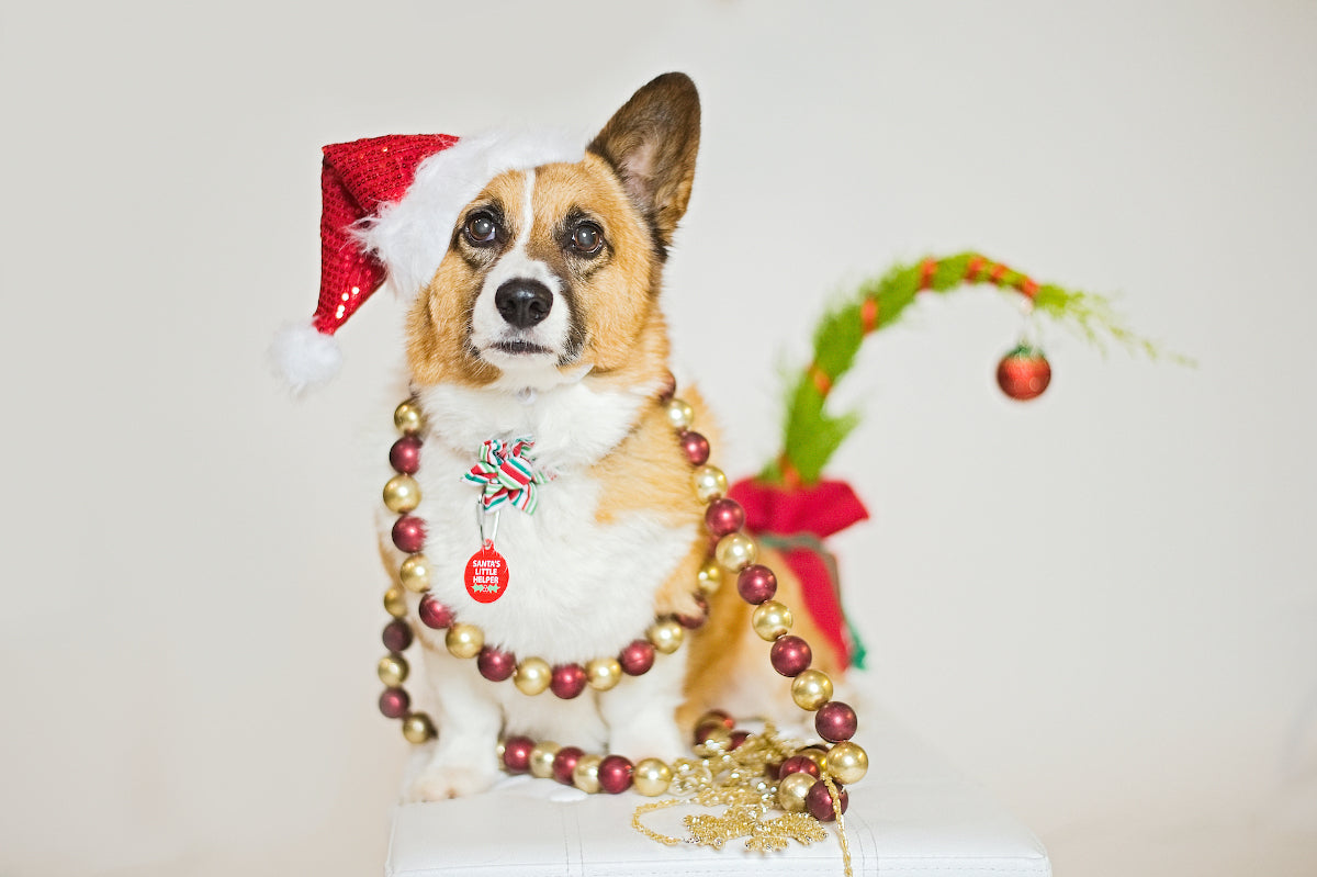 The Ultimutt 2020 Holiday Pet Lovers Gift Guide