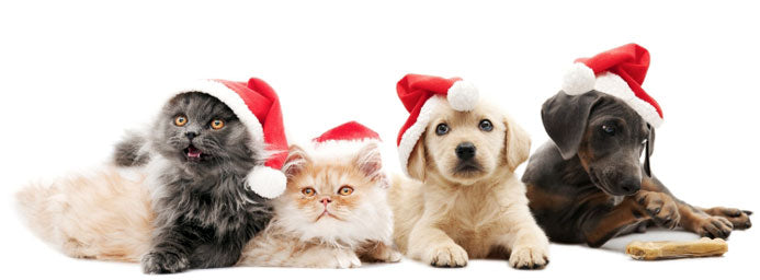 Give Back to Pets in Need this Holiday Season - 5 Fun & Easy Ways