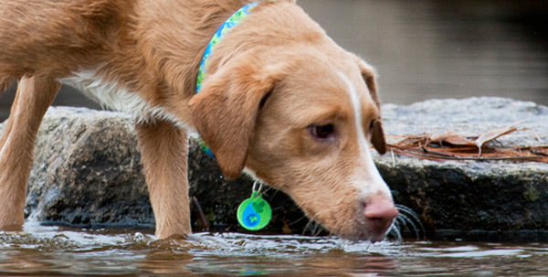 Pair Your Lupine Pet Collar with Matching Pet ID Tag Design