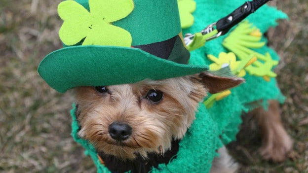 5 Celtic Canines in Honor of St. Patrick's Day