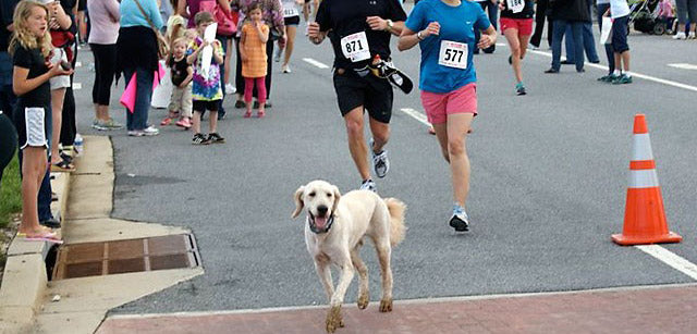 Training Marathon Dogs: Does your Pooch Have what it Takes?