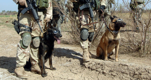 A Salute to Military Working Dogs