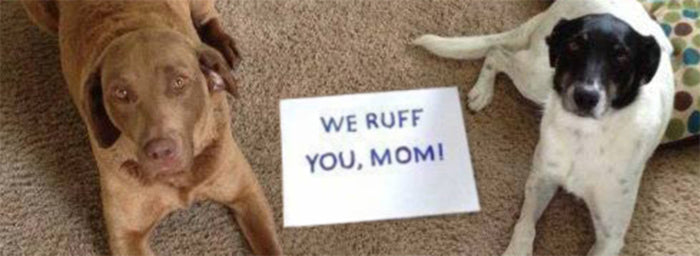 We Ruff You, Mom: Stories of Dogs and Their Mamas