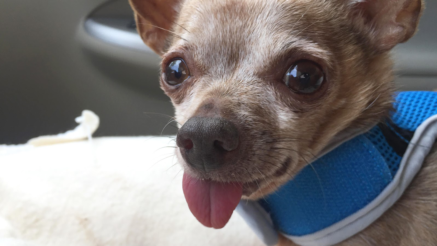 Mr. Crowley - The Cutest Little Senior Pet Rescue