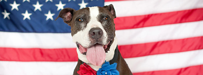 Patriotic Pets: American Dog and Cat Breeds