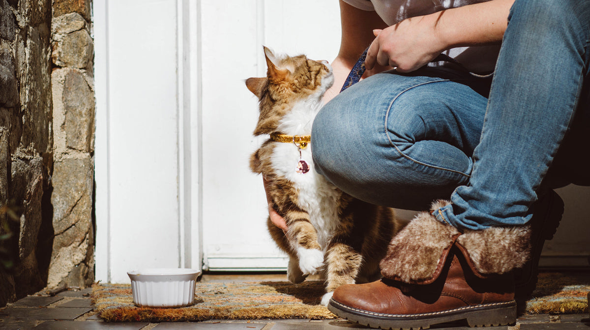 How Pet Sitters are Keeping Best Friends Together