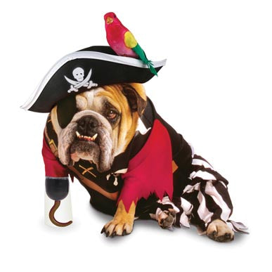 Halloween Pet Tips - Dog Costumes, Candy and Trick or Treating