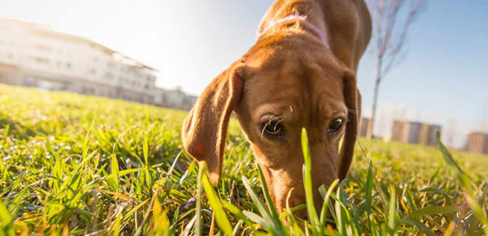 Why Do Dogs Eat Poop?