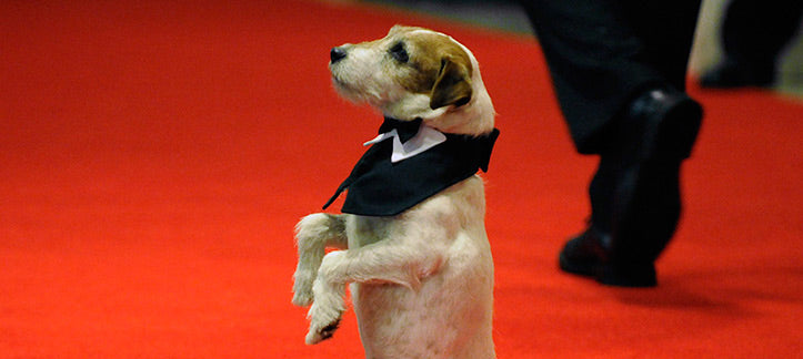 Top 5 Celebrity Dog Names