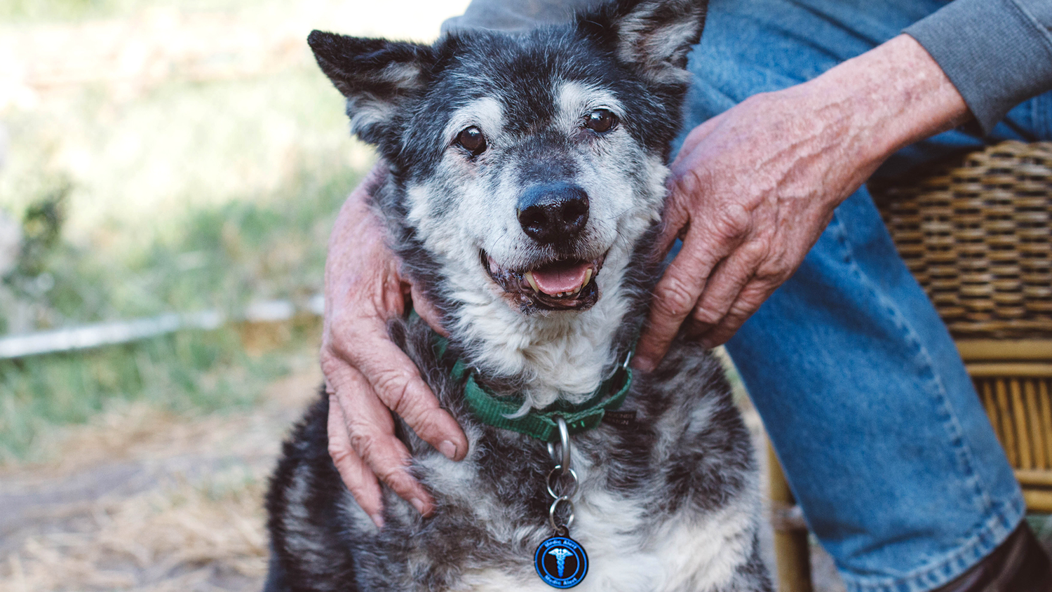 Love Has No Age Limit – Adopt a Senior Pet