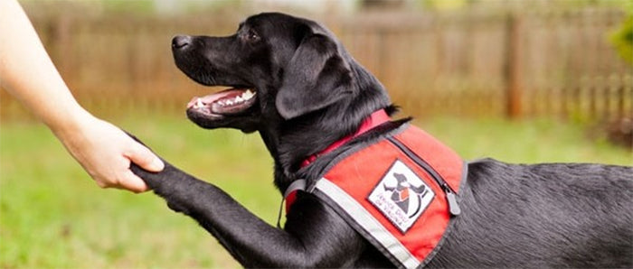 Service Dog Tags, Vests & Certification: The Truth & The Misconceptions