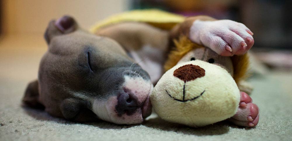 How Sleep Improves Dogs' Memory Function