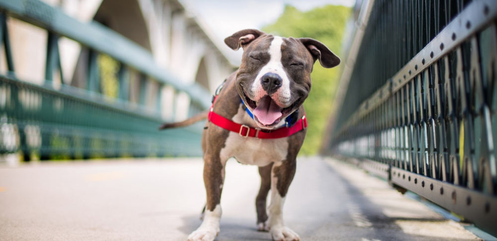 Are Smiling Dogs Really Smiling?