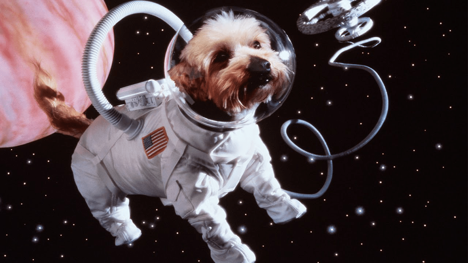 The Best Star Wars Names for Dogs