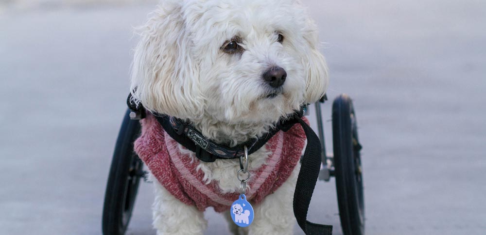 Should You Adopt a Special Needs Pet?