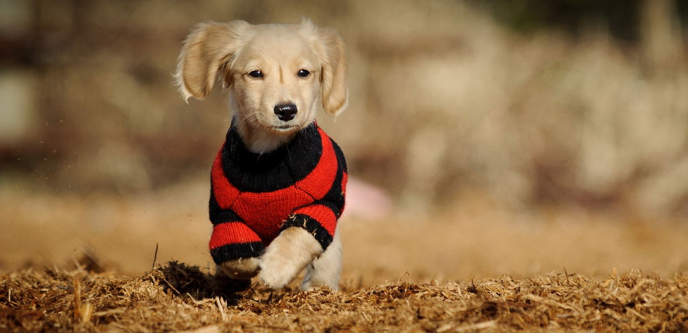 Should Dogs Wear Clothes in Winter?