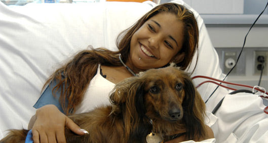 Hospital Therapy Dogs – Helping Those in Need