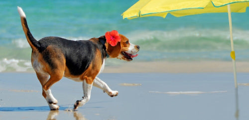 Dog Days of Summer - Sun Safety Tips for Pets